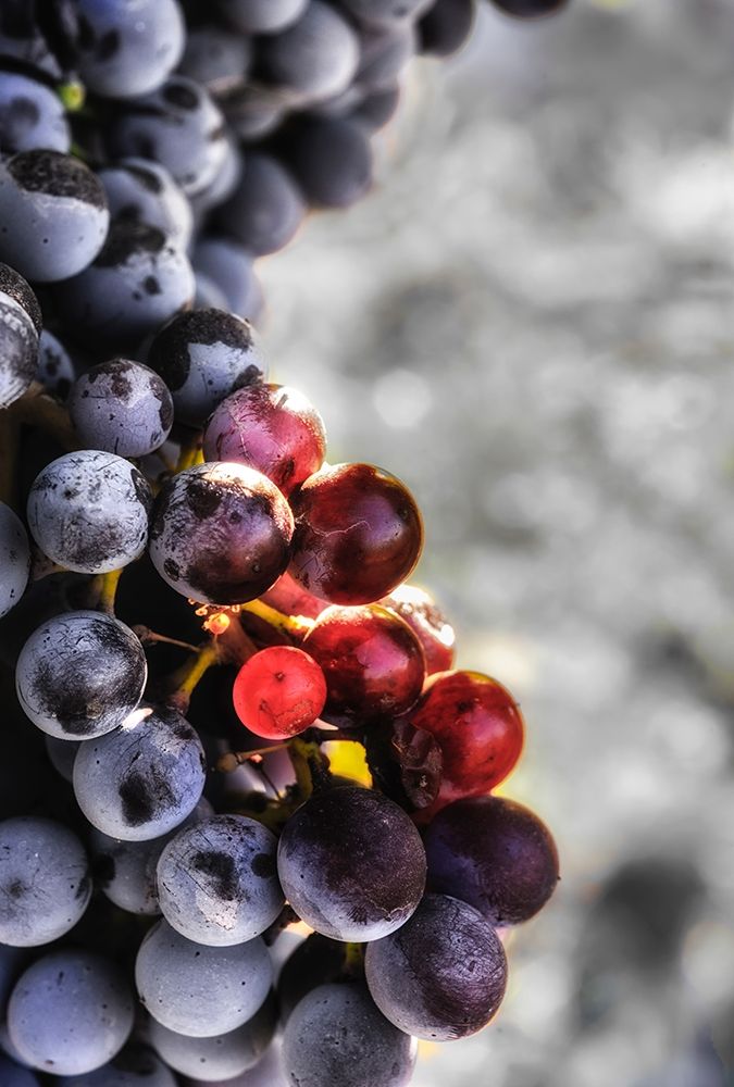 Yakima Valley Tempranillo grapes in the last stages of veraison-the ripening process